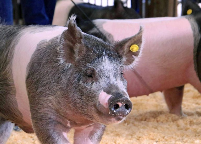 Community Impact, From the 4-H Livestock Sale to the School Lunch Line